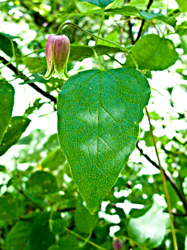 flower with leaf